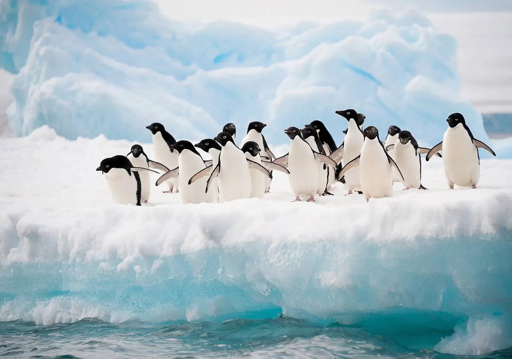 Fototapet - Pinguini (254x184 cm)