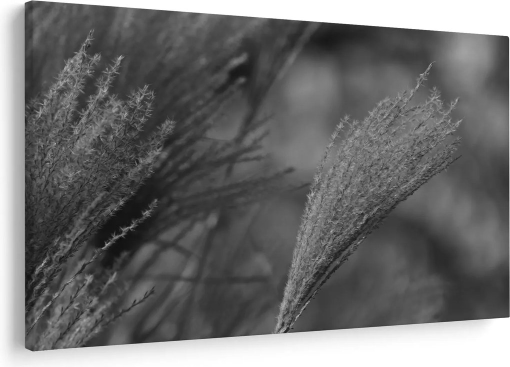 Tablou - Iarbă de pampas uscată (90x60 cm)