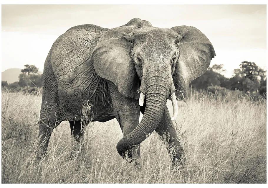 Fototapet elefant african Vlies