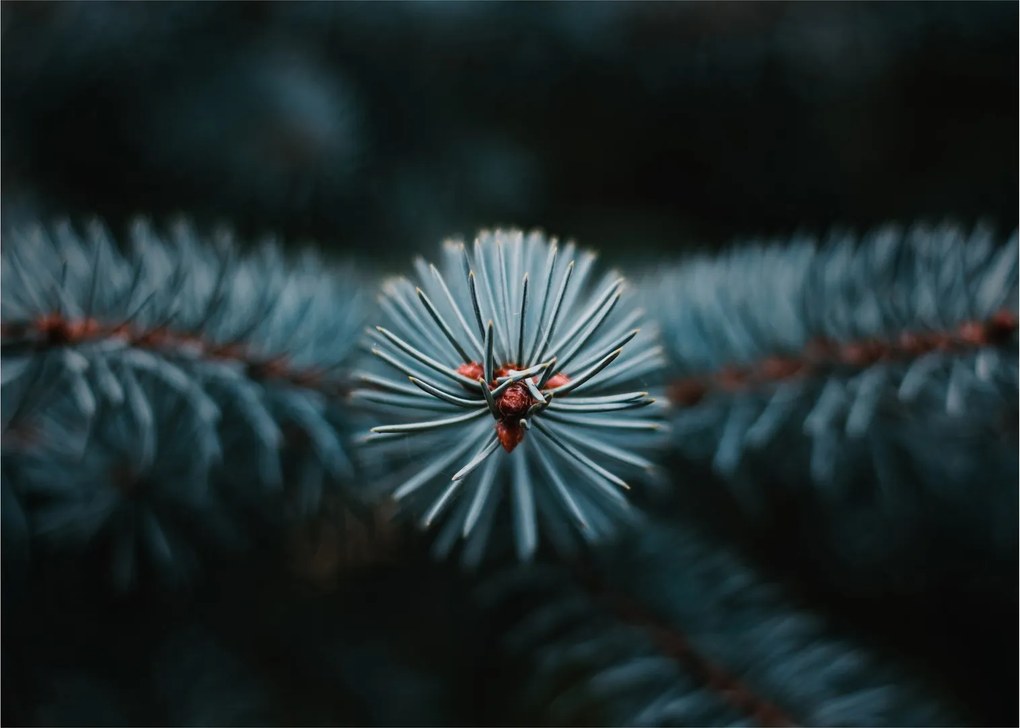 Tablou -Crenguțe ale unui conifer (70x50 cm)