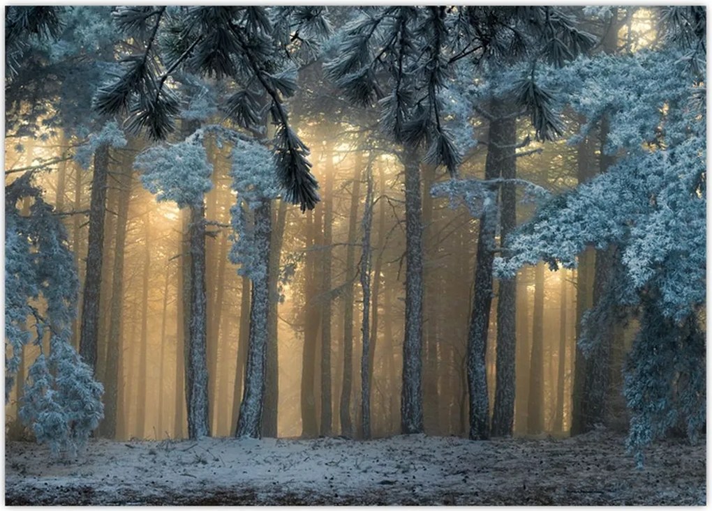 Tablou cu pădure înzăpezită (70x50 cm)