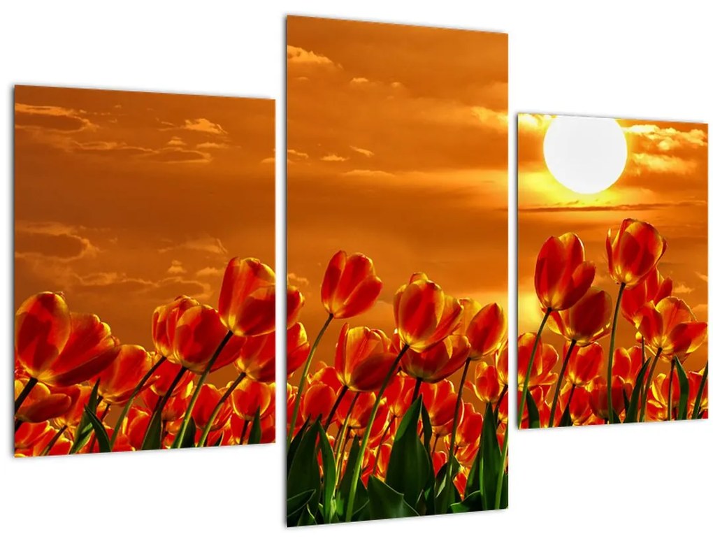 Tablou - lan înflorit de lalele (90x60 cm)