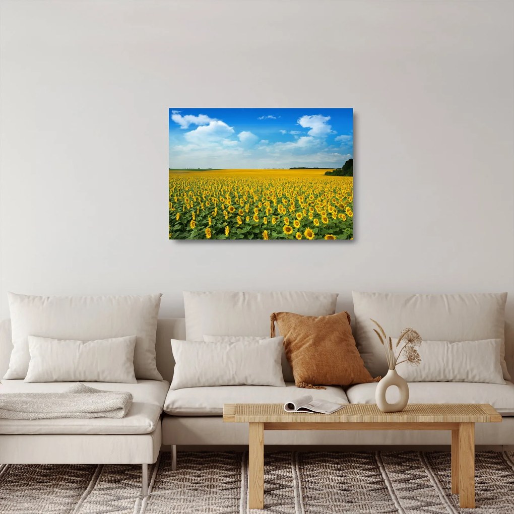 Tablou pe sticlă - câmp cu floarea soarelui (70x50 cm)