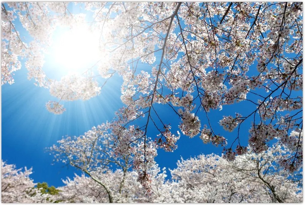 Tablou - Flori de cireș (90x60 cm)