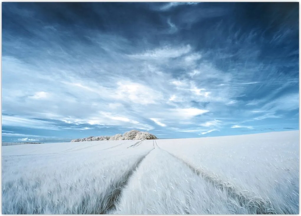 Tablou - Câmp (70x50 cm)