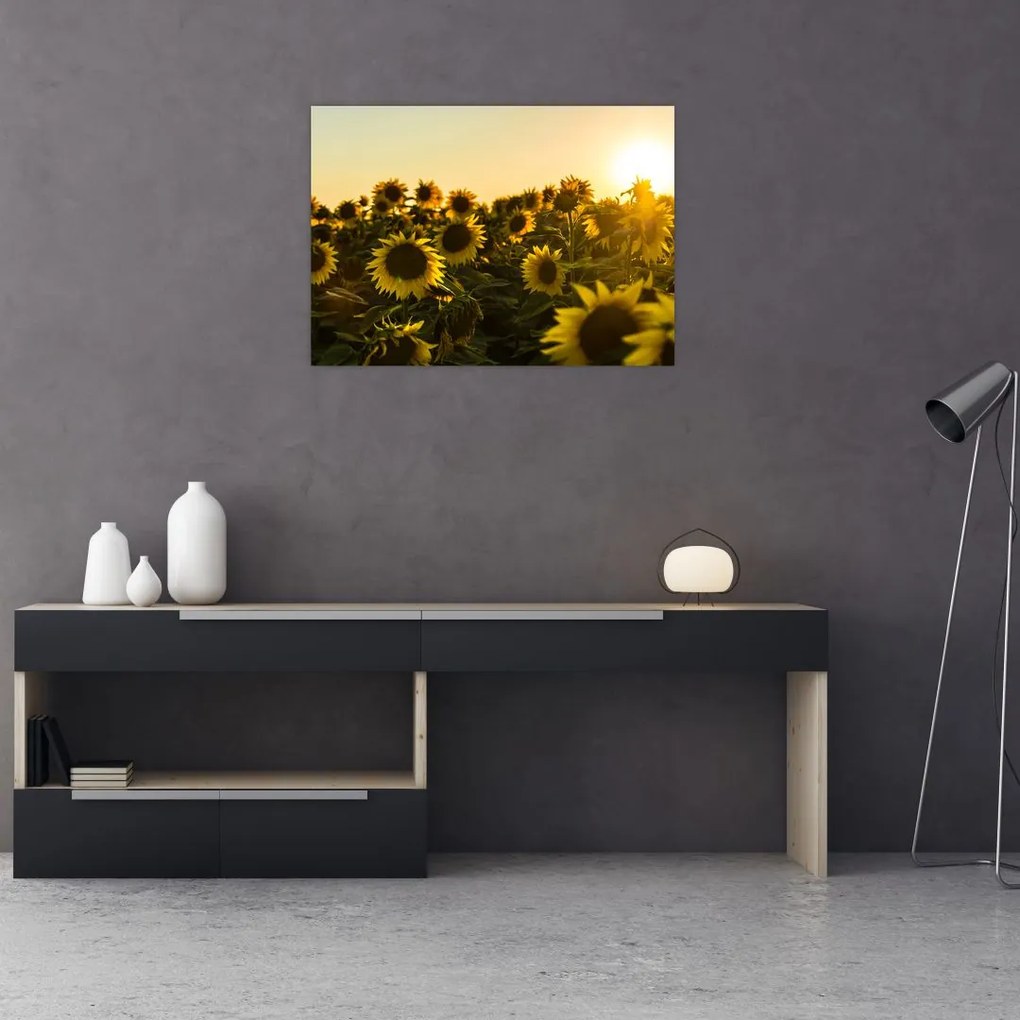 Tablou pe sticlă cu lan de floarea soarelui (70x50 cm)