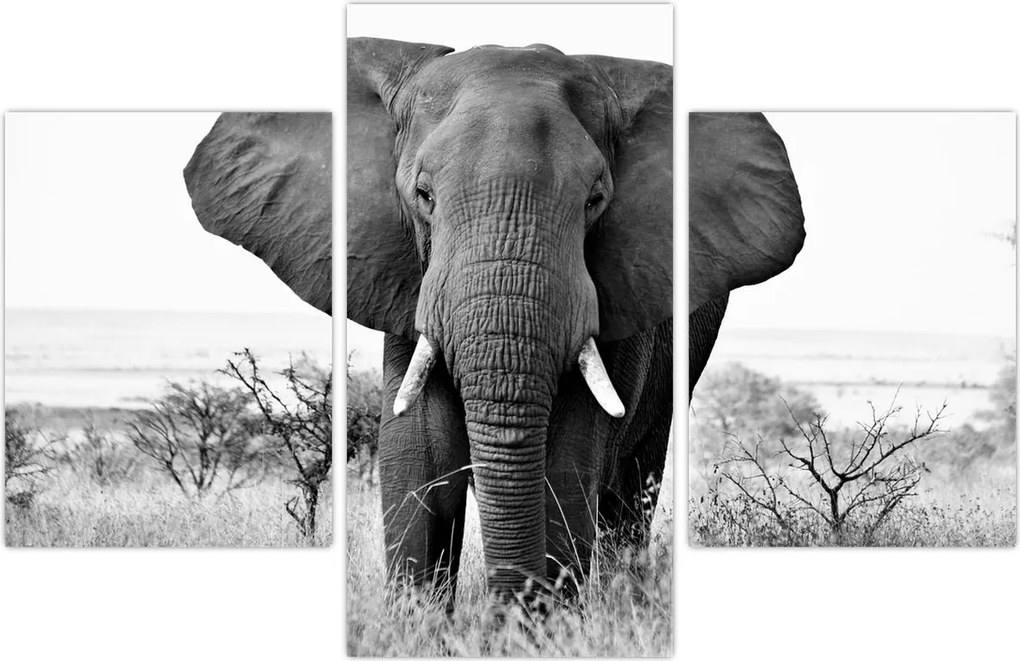 Tablou - Elefantul african II. (90x60 cm)