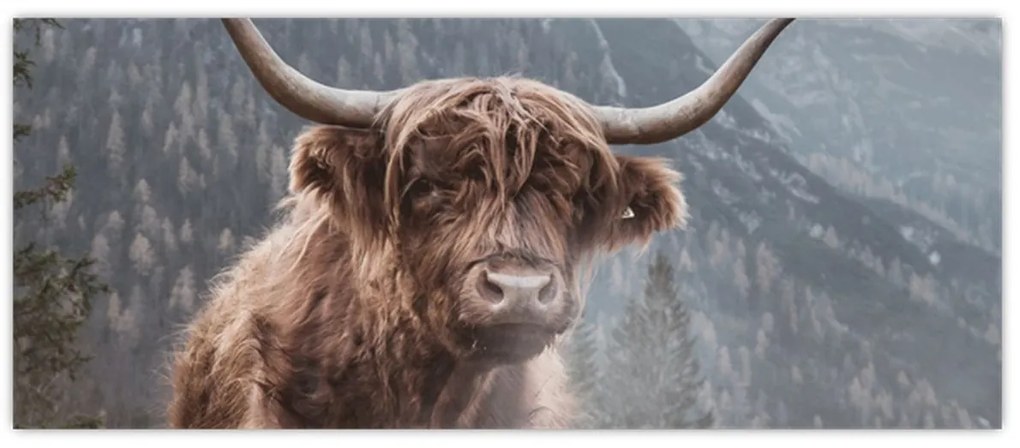 Tablou - Vaca Highlander (120x50 cm)