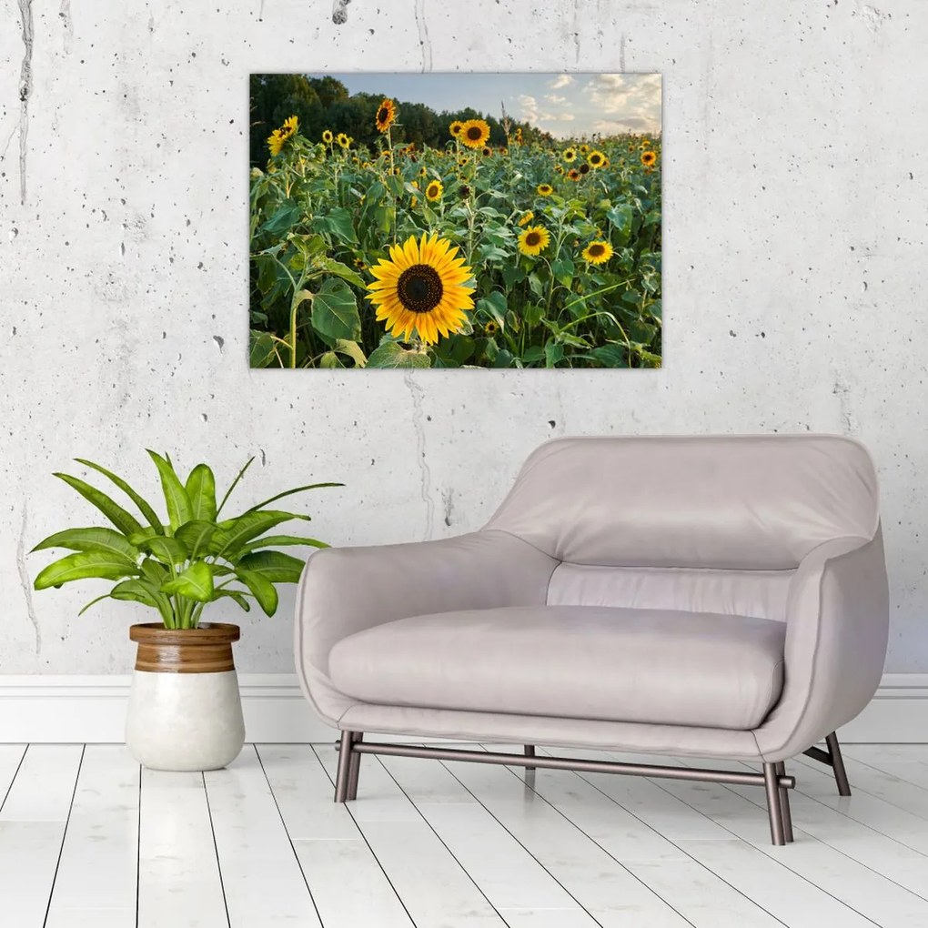 Tablou - Câmpul de floarea-soarelui II. (70x50 cm)