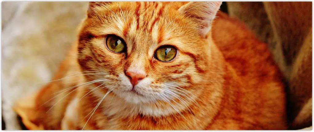Tablou - Pisica tolenită (120x50 cm)
