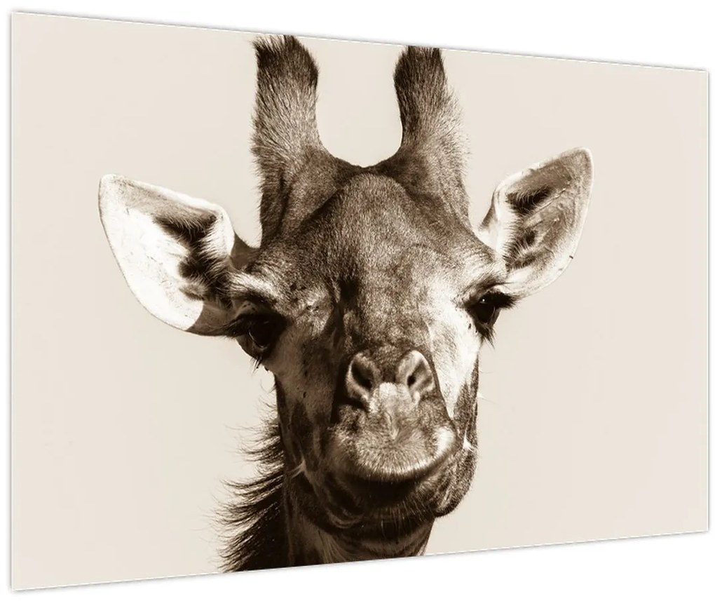 Tablou - Portret de girafă, de epocă (90x60 cm)