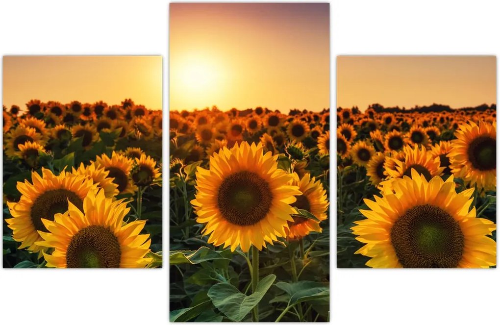 Tablou - Floarea soarelui (90x60 cm)