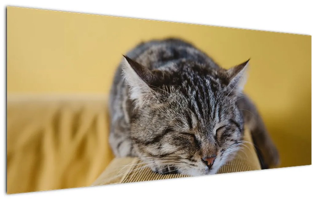 Tablou cu pisica pe fotoliu (120x50 cm)