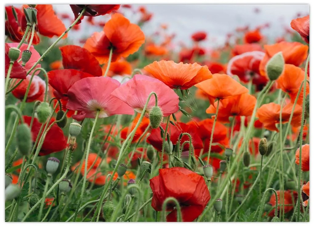 Tablou din câmp cu maci (70x50 cm)