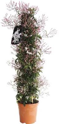 Iasomia FloraSelf Jasminum polyanthus H 50-60 cm ghiveci Ø 17 cm