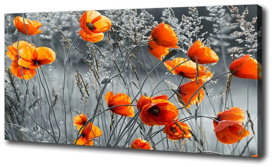 Tablouri tipărite pe pânză Wildflowers maci