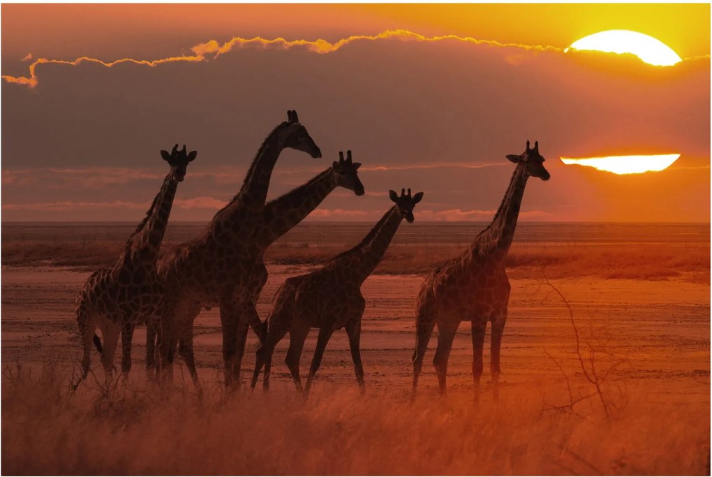 Tablou - Girafe în savana africană (90x60 cm)