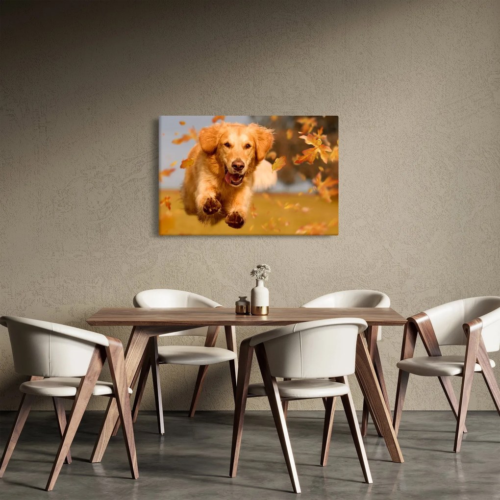 Tablou - Golden Retriever (90x60 cm)