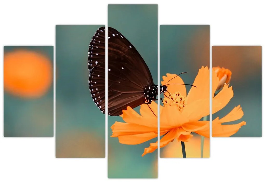 Tablou - fluture pe o floare portocalie (150x105 cm)