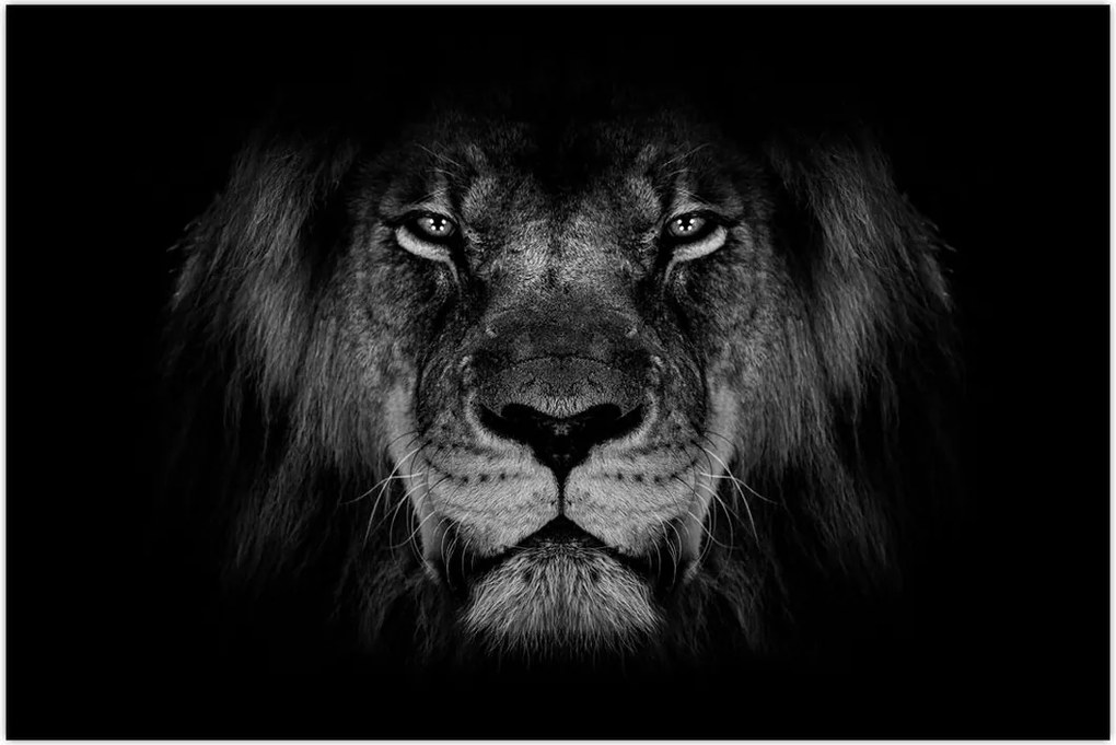 Tablou - Leu majestic (90x60 cm)