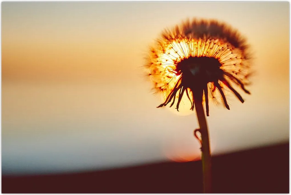Tablou - Păpădie la apus de soare (90x60 cm)