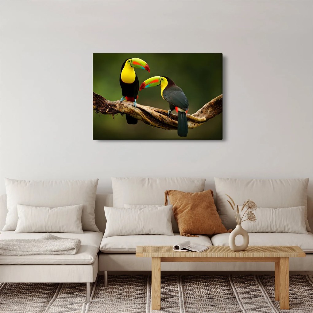 Tablou tucani sezând , Costa Rica (90x60 cm)