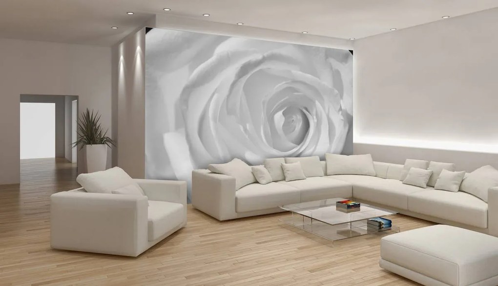 Fototapet - Trandafir alb (152,5x104 cm)