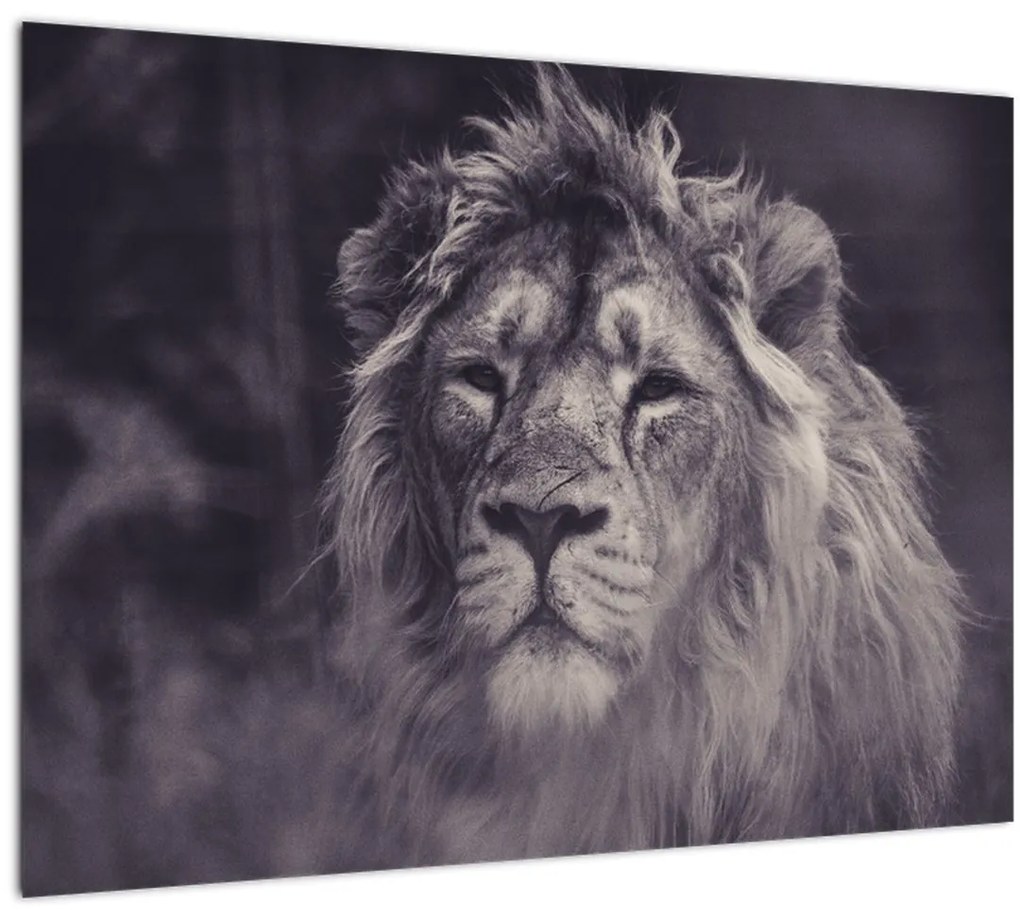 Tablou cu leu (70x50 cm)