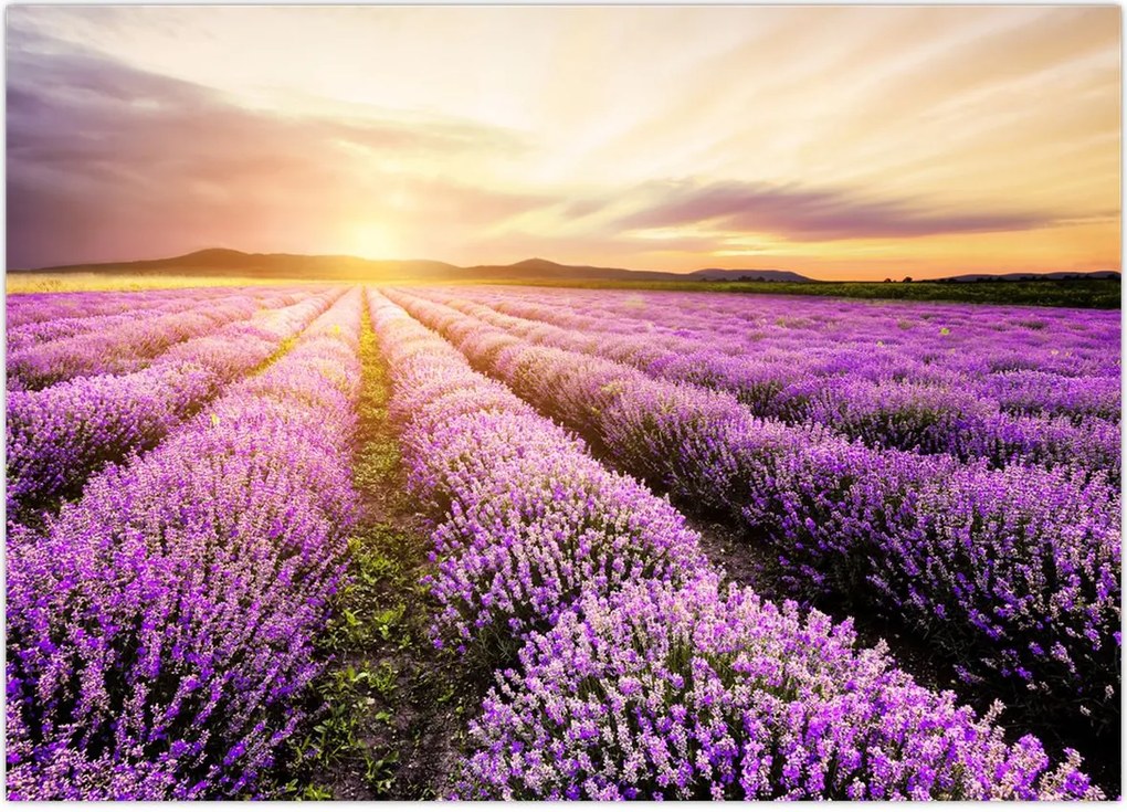 Tablou - Răsărit de soare în câmp de lavandă (70x50 cm)