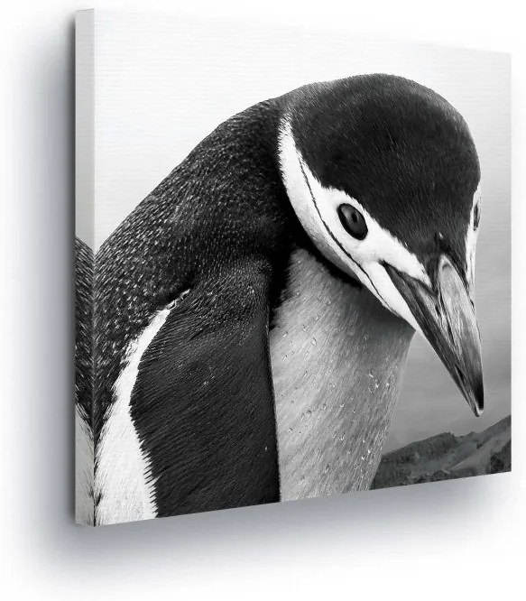 GLIX Tablou - Black and white Penguin 40x40 cm
