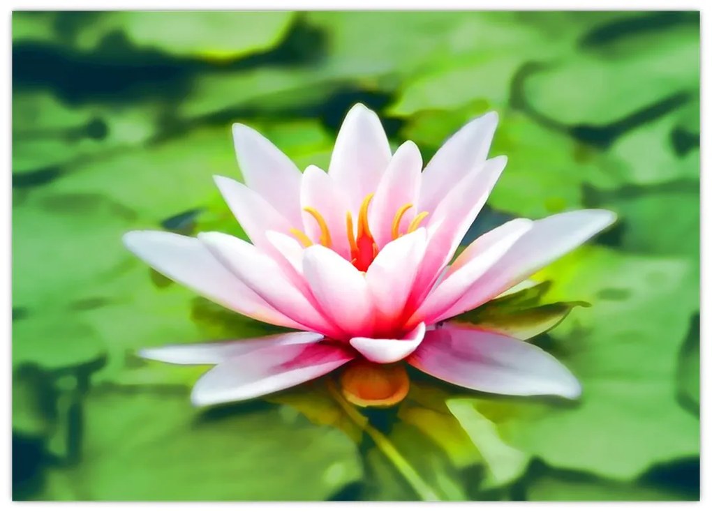 Tablou pe sticlă - Nuferi pe apă (70x50 cm)