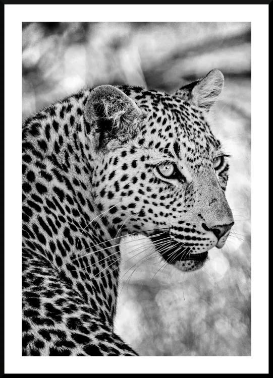 Poster snow leopard