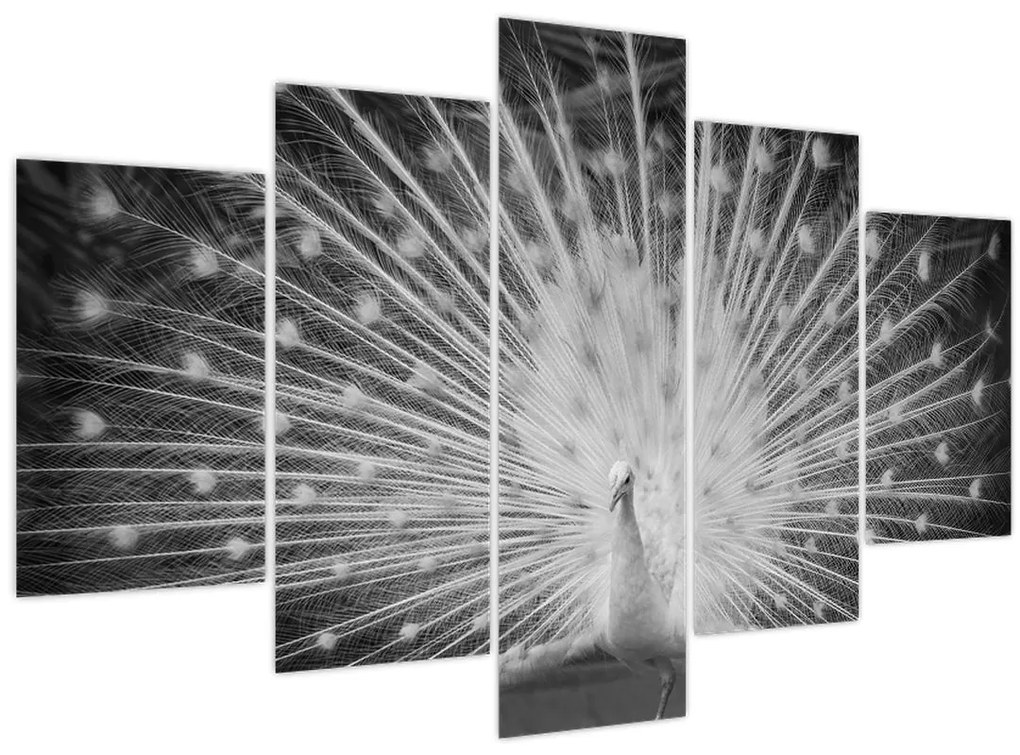 Tablou - Păun alb (150x105 cm)