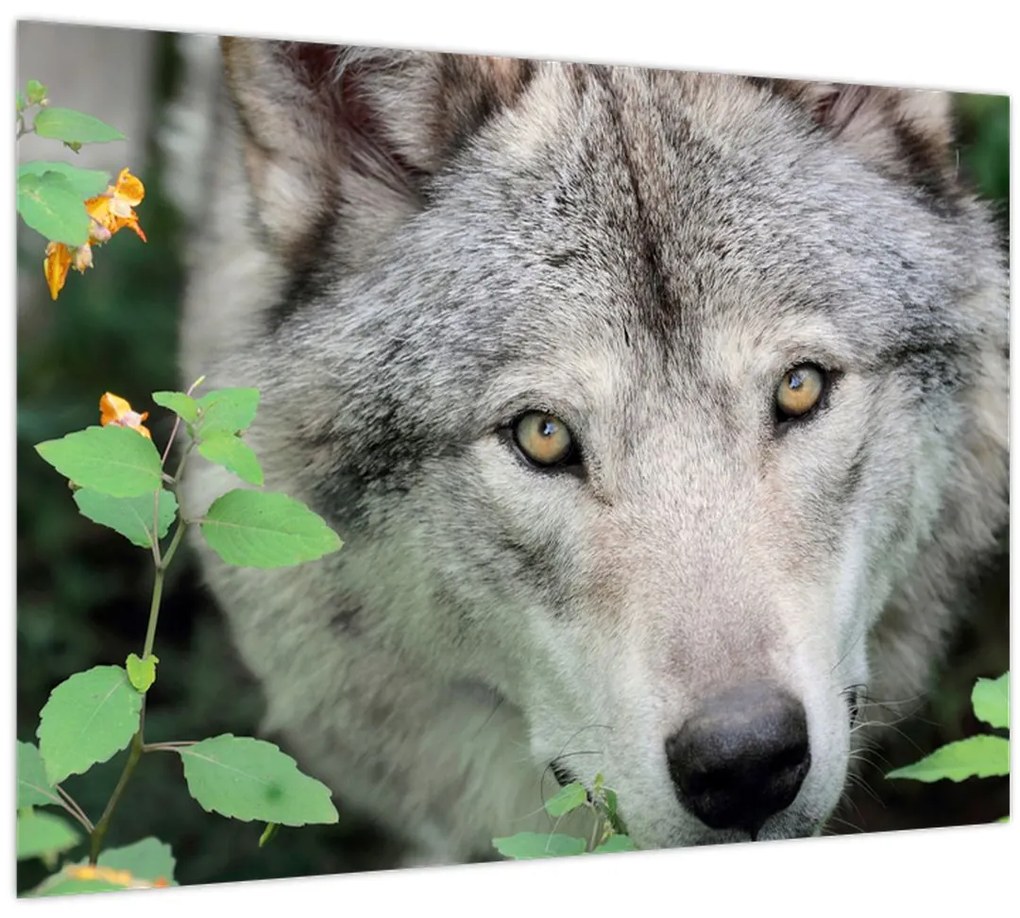 Tablou - Portret de lup (70x50 cm)