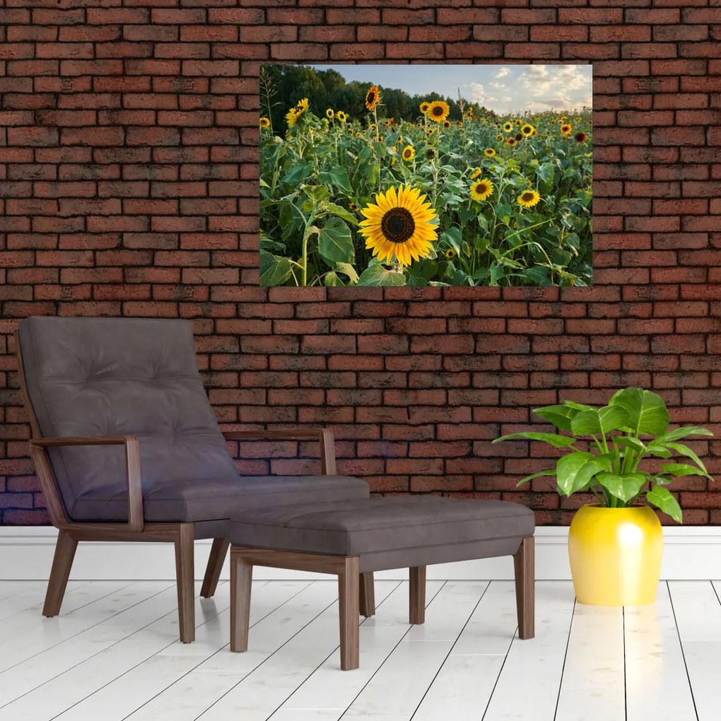 Tablou - Câmpul de floarea-soarelui II. (90x60 cm)