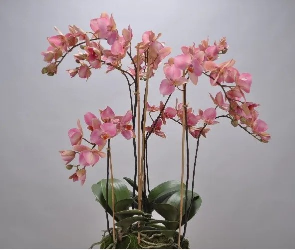 Aranjament floral deosebit ORCHID O/SOIL RED 75cm 113674 SK