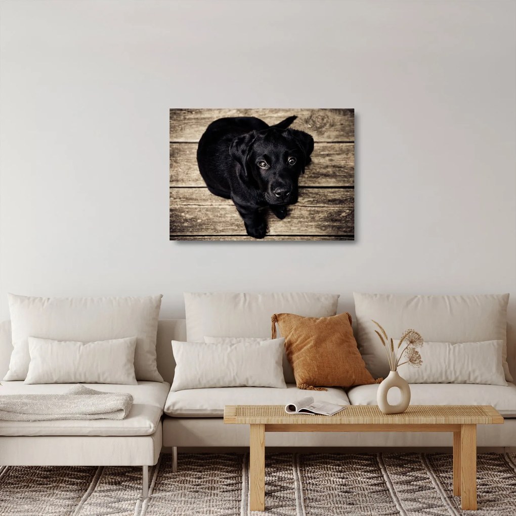 Tablou pe sticlă cu cățeluș negru (70x50 cm)