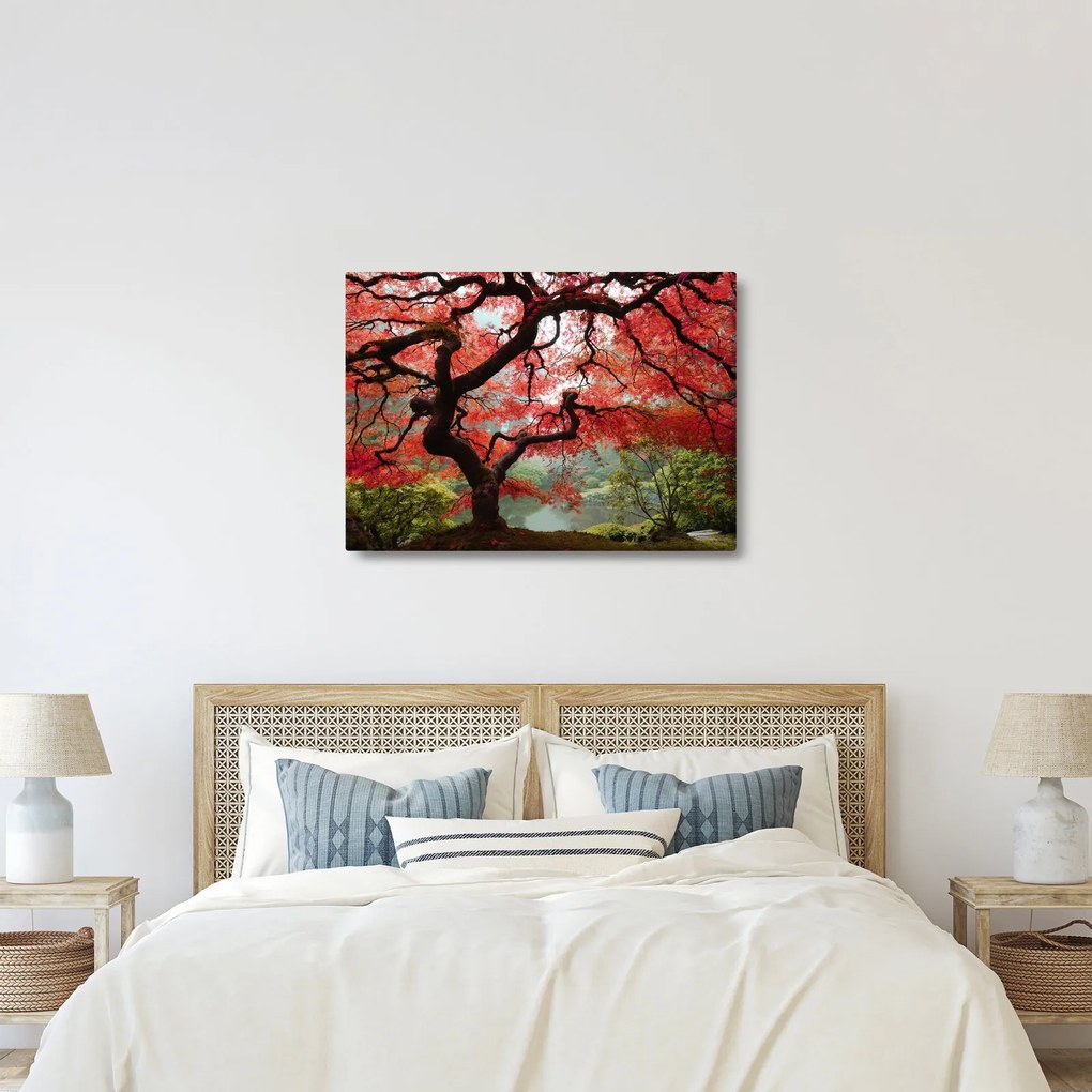 Tablou - Arțarul japonez roșu, Portland, Oregon (70x50 cm)