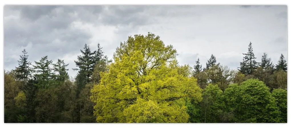 Tablou - Copac verde în câmp (120x50 cm)