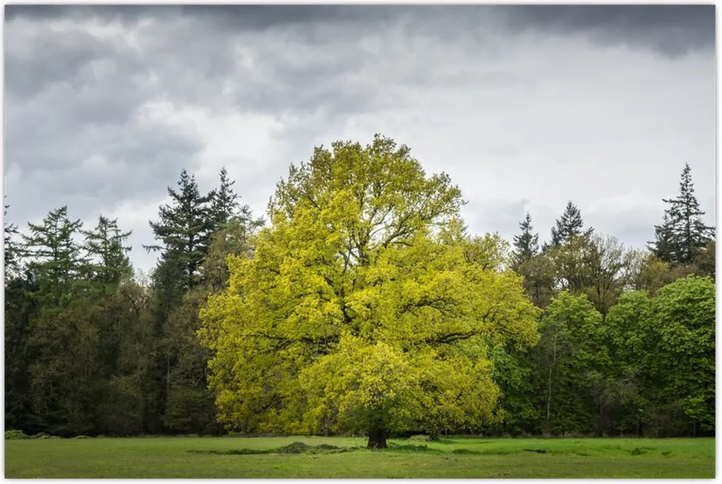 Tablou - Copac verde în câmp (90x60 cm)
