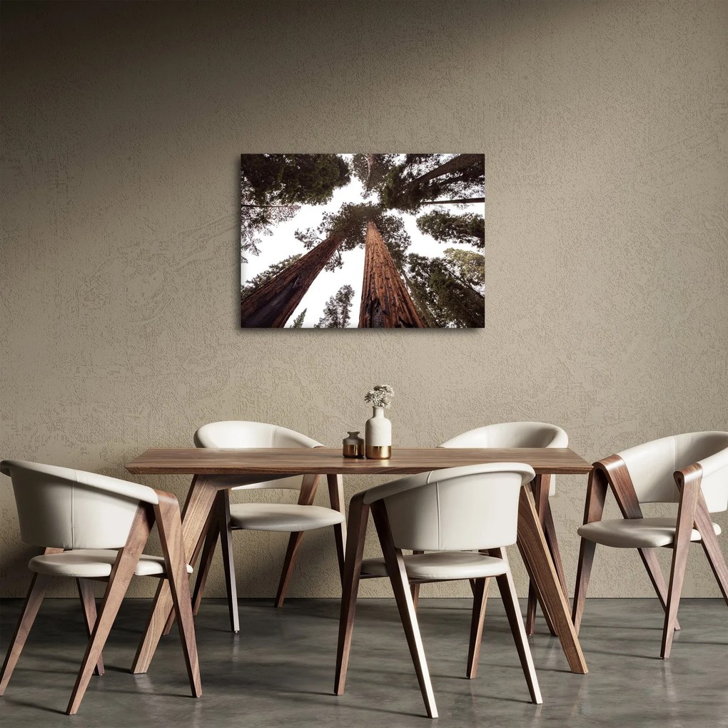 Tablou - Privire prin vârfurile copacilor (70x50 cm)