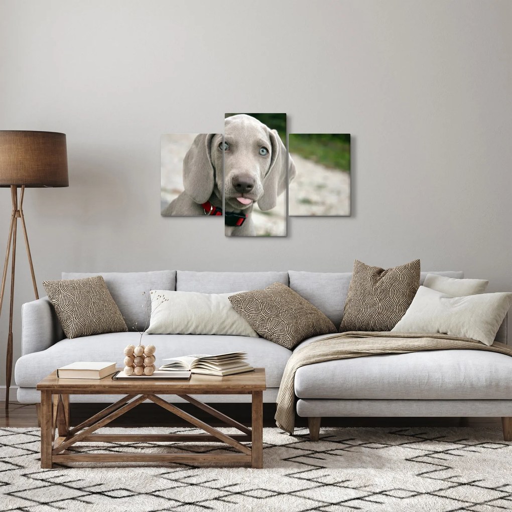 Tablou - cățeluș weimaraner (90x60 cm)