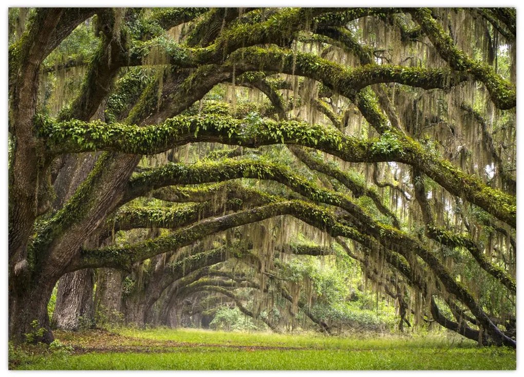 Tablou pe sticlă - Oaks Avenue, Charleston, Carolina de Sud, SUA (70x50 cm)