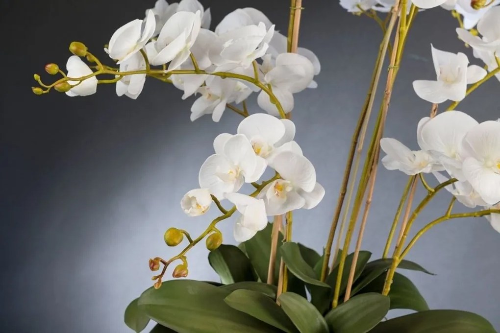 Aranjament floral de dimensiuni mari PHALENOPSIS MAXI 1142077.95