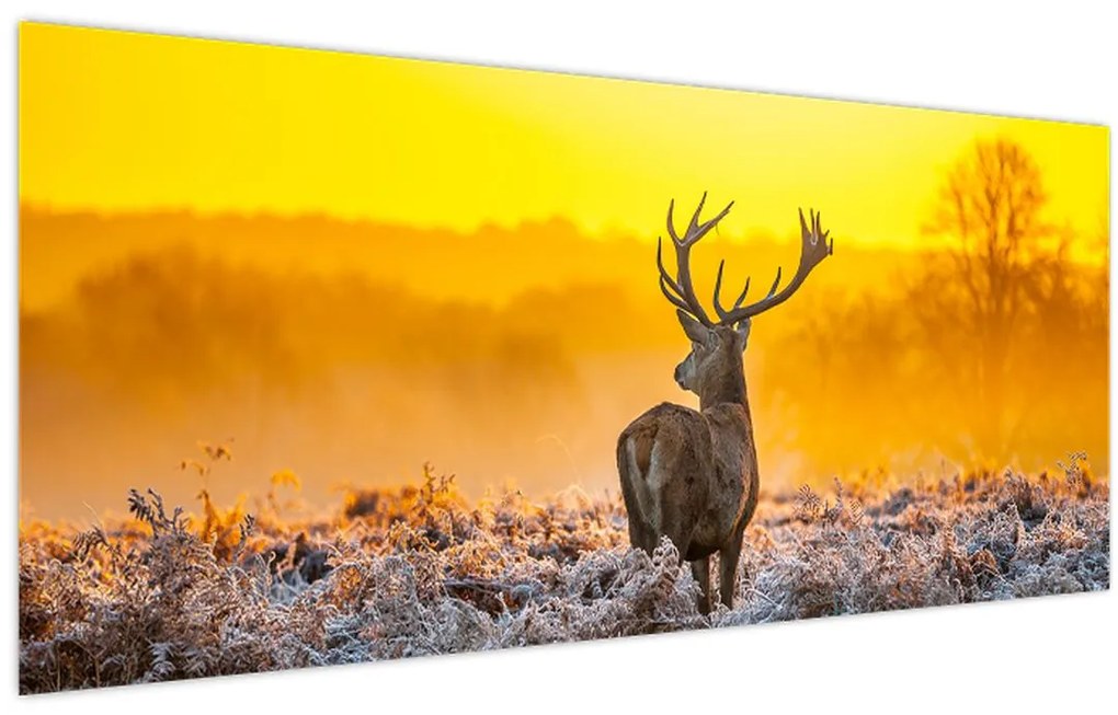 Tablou - Cerb la răsăritul soarelui (120x50 cm)
