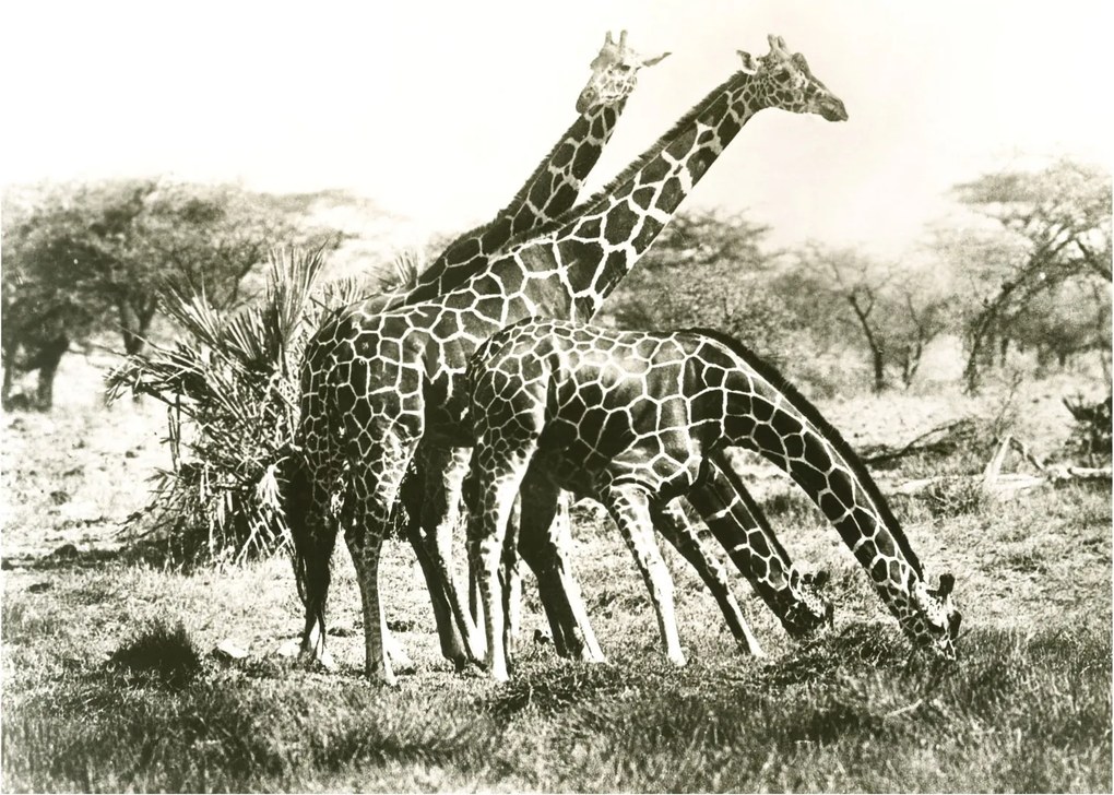 Tablou pe sticlă - Girafe, de epocă (70x50 cm)
