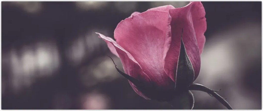 Tablou - Detaliu florii de trandafir (120x50 cm)