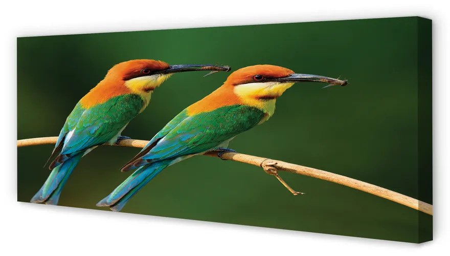 Tablouri canvas papagal colorat de pe o ramură