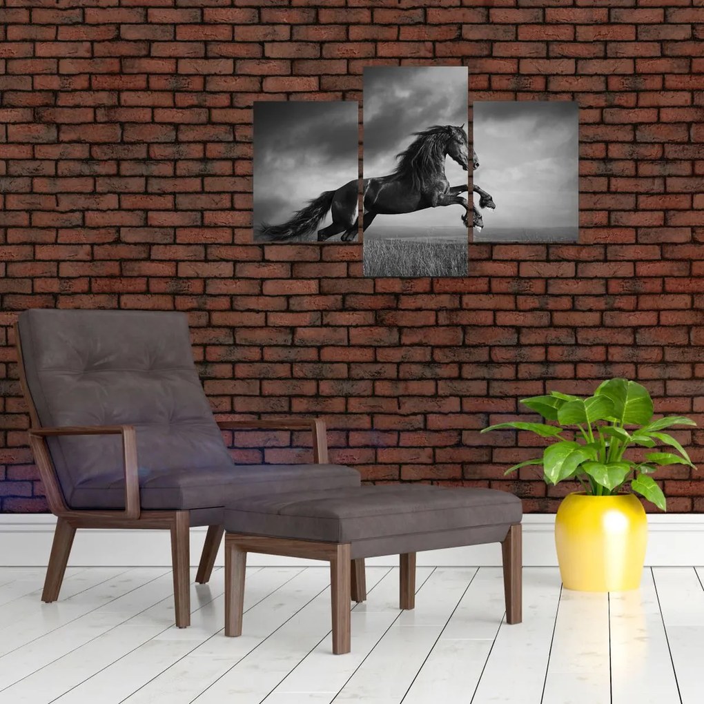 Tablou - Cal alb și negru (90x60 cm)