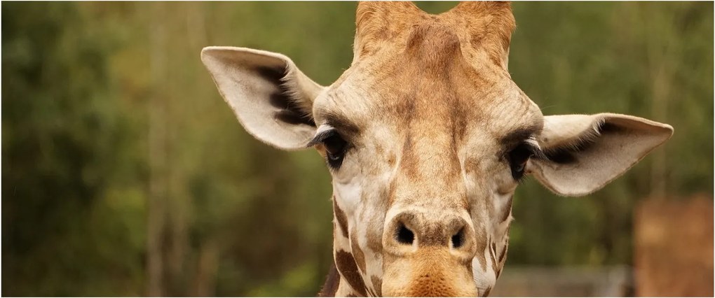 Tablou girafe (120x50 cm)